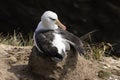 Black-browed Albatross sits on his nest on Saunders Island, Falkland Islands Royalty Free Stock Photo