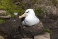 Black-browed Albatross sits on his nest on Saunders Island, Falkland Islands Royalty Free Stock Photo