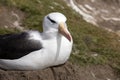 Black-browed Albatross sits on his nest on Saunders Island, Falkland Islands Royalty Free Stock Photo