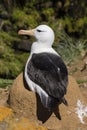 Black-browed Albatross sits on his nest on Saunders Island, Falkland Islands Royalty Free Stock Photo