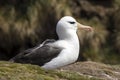 Black-browed Albatross sits on his nest on Saunders Island, Falkland Islands Royalty Free Stock Photo
