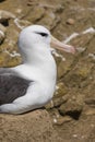Black-browed Albatross sits on his nest on Saunders Island, Falkland Islands Royalty Free Stock Photo