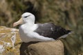 Black-browed Albatross sits on his nest on Saunders Island, Falkland Islands Royalty Free Stock Photo