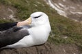 Black-browed Albatross sits on his nest on Saunders Island, Falkland Islands Royalty Free Stock Photo