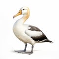 Hyper-realistic Duck Illustration On White Background Royalty Free Stock Photo