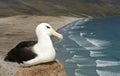 Black-browed Albatross sitting on a mud pillar nest on a coast