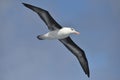 Black-browed albatross, South Georgia Island