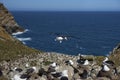 Black-browed Albatross and Southern Rockhopper Penguins Nesting Together