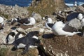 Black-browed Albatross and Southern Rockhopper Penguins Nesting Together
