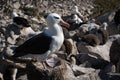 Black-browed albatross standing on nest in colony Royalty Free Stock Photo