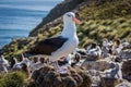 Black-browed albatross standing on rock in colony Royalty Free Stock Photo