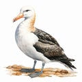 Lark And Black-browed Albatross Painting On Clear And White Background