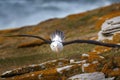 Black-browed albatross, Thalassarche melanophris, bird in flight, wave of the Atlantic sea, on the Falkland Islands. Action