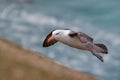 Black-browed albatross, Thalassarche melanophris, bird in flight, wave of the Atlantic sea, on the Falkland Islands. Action