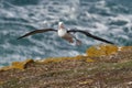 Black-browed albatross, Thalassarche melanophris, bird in flight, wave of the Atlantic sea, on the Falkland Islands. Action