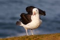 Black-browed albatross, Thalassarche melanophris, bird in flight, wave of the Atlantic sea, on the Falkland Islands. Action