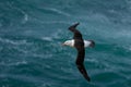 Black-browed albatross, Thalassarche melanophris, bird flight, wave of the Atlantic sea, on the Falkland Islands Royalty Free Stock Photo