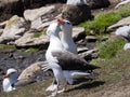Black-browed Albatross, Thalassarche melanophris, Sounders Island, Falkland-Malvinas