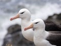 Black-browed Albatross, Thalassarche melanophris, Sounders Island, Falkland-Malvinas