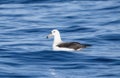 A black-browed albatross, Thalassarche melanophris on the water.