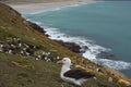 Black-browed Albatross in the Falkland Islands Royalty Free Stock Photo