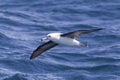 Black browed Albatross Royalty Free Stock Photo