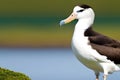 Black-browed Albatross (Thalassarche melanophrys). Generative AI