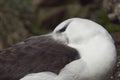 Black-browed Albatross Thalassarche melanophrys Royalty Free Stock Photo