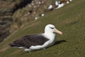 Black-browed Albatross Thalassarche melanophrys Royalty Free Stock Photo