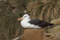 Black-browed Albatross Thalassarche melanophrys Royalty Free Stock Photo