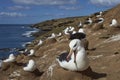 Black-browed Albatross Thalassarche melanophrys