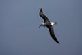 Black-browed Albatross, Wenkbrauwalbatros, Thalassarche melanophrys