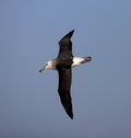 Black-browed Albatross, Wenkbrauwalbatros, Thalassarche melanophrys