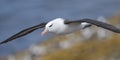 Black-browed Albatross on the Wing Royalty Free Stock Photo