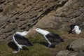 Black-browed Albatross (Thalassarche melanophrys) courting Royalty Free Stock Photo