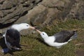 Black-browed Albatross (Thalassarche melanophrys) courting Royalty Free Stock Photo