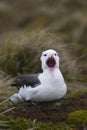 Black-browed Albatross yawn Royalty Free Stock Photo