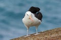 Black-browed albratros, Thalassarche melanophris, beautiful sea bird sitting on the cliff, dark blue water in the background, Falk Royalty Free Stock Photo