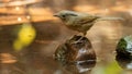 Black-browed Fulvetta perching on a rock looking into a distance Royalty Free Stock Photo