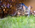 Black browm charchoal bengal cat in nature Royalty Free Stock Photo