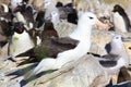 Black-brown albatross in the nest, West Point, Falkland Islands, Malvinas Royalty Free Stock Photo