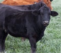 Black and brown Angus cattle on a farm/ranch Royalty Free Stock Photo