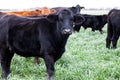 Black and brown Angus cattle on a farm/ranch Royalty Free Stock Photo