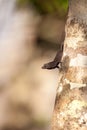 Black Brown anole lizard Anolis sagrei Royalty Free Stock Photo