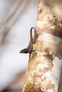 Black Brown anole lizard Anolis sagrei Royalty Free Stock Photo