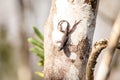 Black Brown anole lizard Anolis sagrei Royalty Free Stock Photo