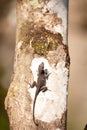 Black Brown anole lizard Anolis sagrei Royalty Free Stock Photo