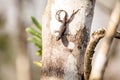 Black Brown anole lizard Anolis sagrei Royalty Free Stock Photo