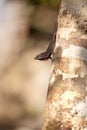 Black Brown anole lizard Anolis sagrei Royalty Free Stock Photo