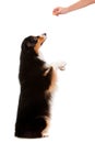 Black and Brown Australian Shepard Royalty Free Stock Photo